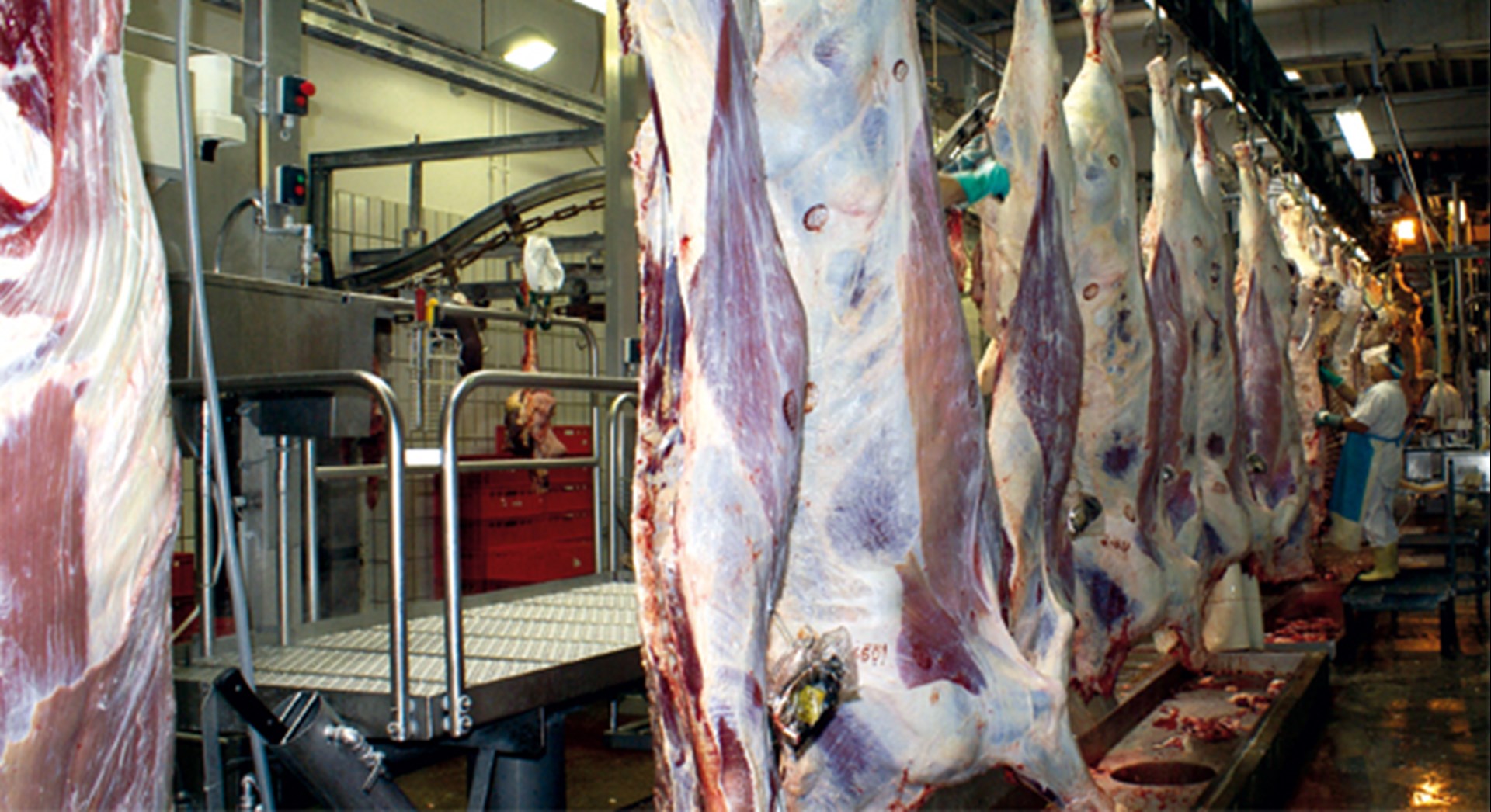 Eine Verarbeitungshalle einer Fleischerei in der an Haken hängende Tierkörper von einigen Arbeitern verarbeitet werden